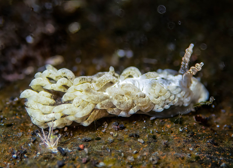 White Anemone Eater (Bulbaeolidia alba) - dangerous marine animal in the Red Sea
