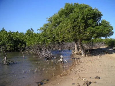 White Mangrove