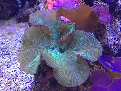 White Mushroom Coral