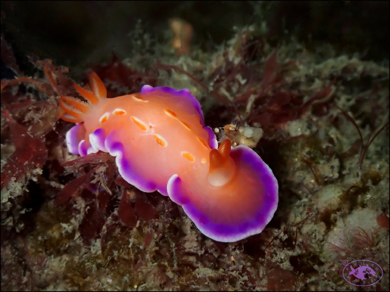 White-ringed Rainbow Dorid (Verconia alboannulata) - dangerous marine animal in the Red Sea