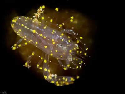 White-Spotted Ascidian Shrimp