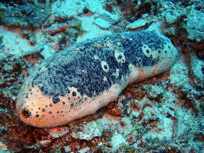 White Teatfish