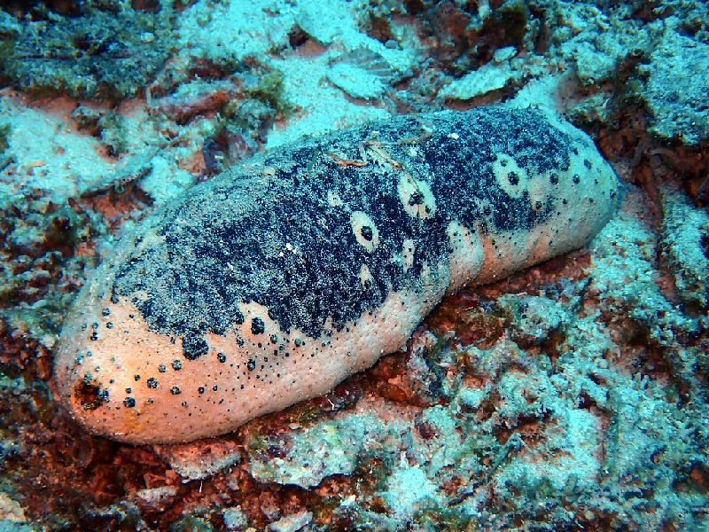 White Teatfish (Holothuria fuscogilva) - dangerous marine animal in the Red Sea