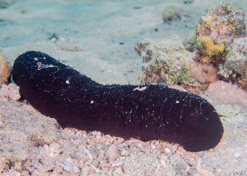 White-threads Sea Cucumber (Holothuria leucospilota) - dangerous marine animal in the Red Sea
