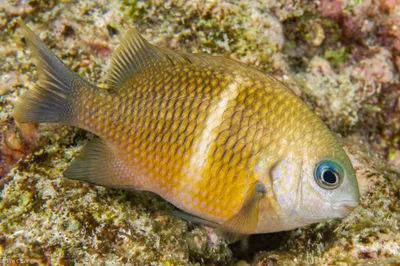Whitebar Damselfish
