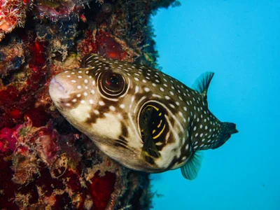 Whitespotted Puffer