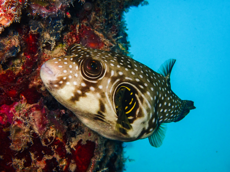 Whitespotted Puffer