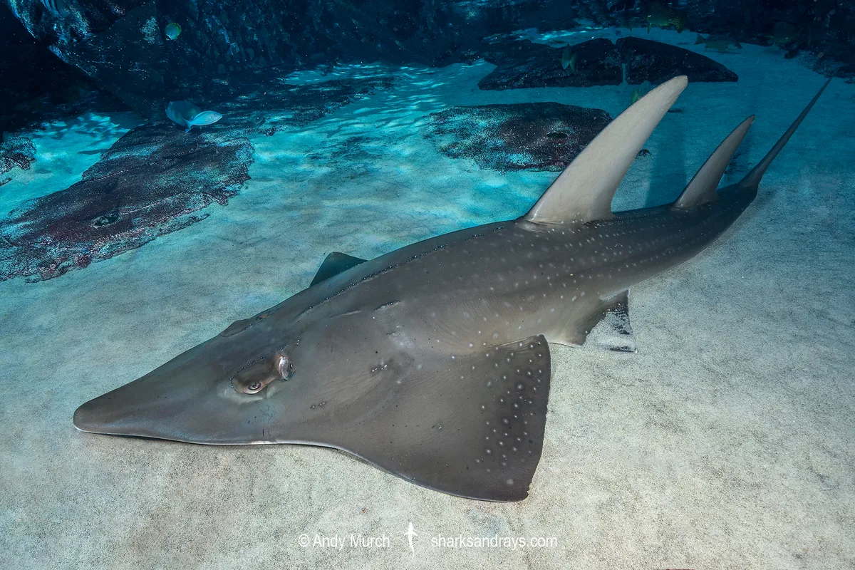 Whitespotted Wedgefish
