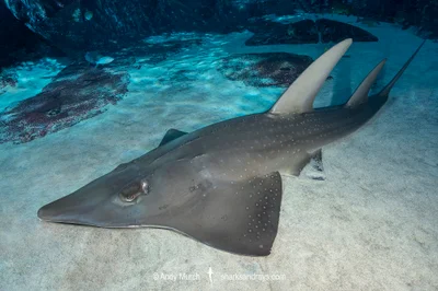Whitespotted Wedgefish