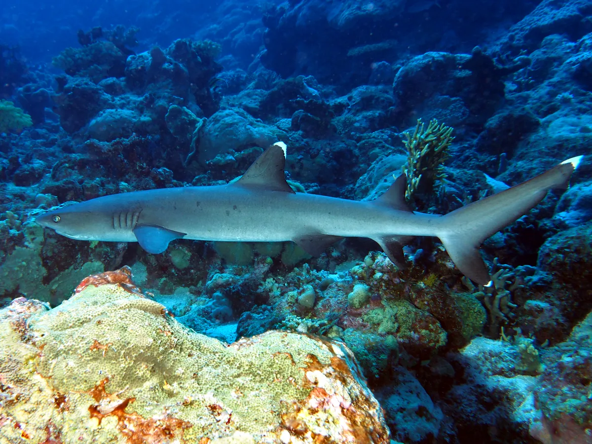 Whitetip Reef Shark