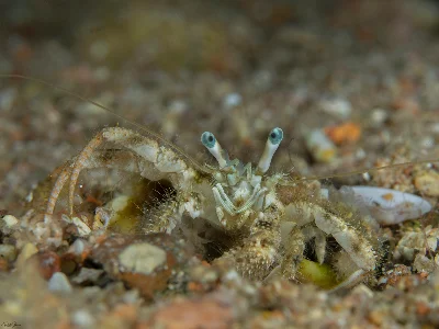 Woodmason's Hermit Crab