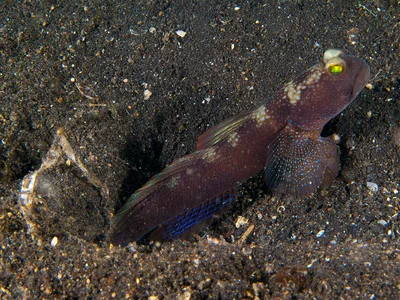 Y-bar shrimp goby