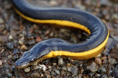 Yellow-bellied Sea Snake