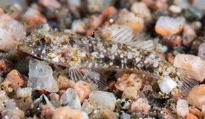 Yellow Dragonet
