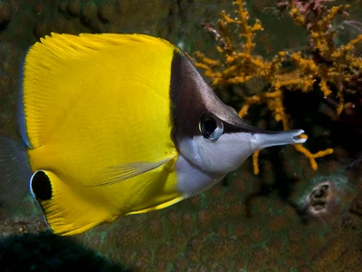 Yellow Longnose Butterflyfish