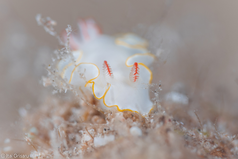 Yellow-margin Rainbow Dorid (Thorunna africana) - dangerous marine animal in the Red Sea