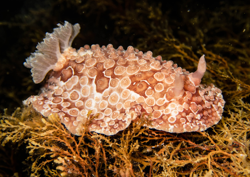 Yellow-speckled Carminodoris (Carminodoris grandiflora) - dangerous marine animal in the Red Sea