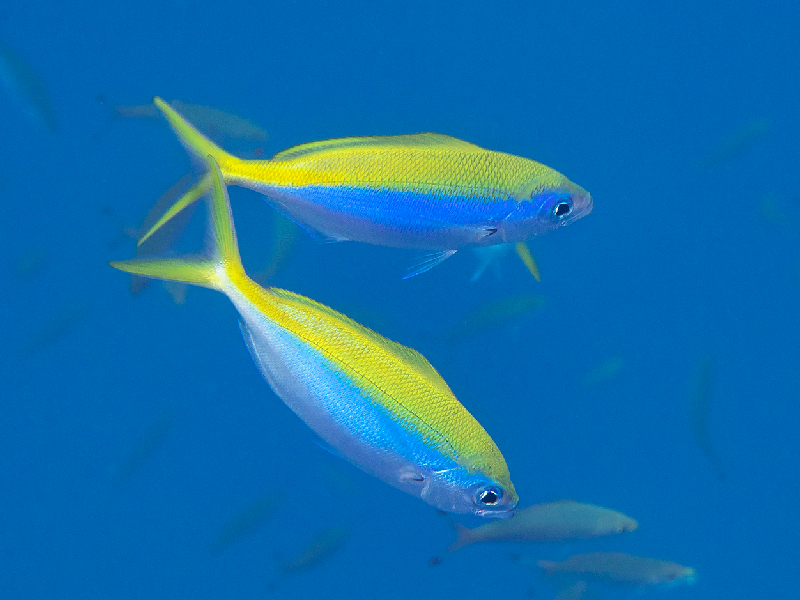 Yellowback Fusilier Caesio Xanthonota Red Sea Creatures