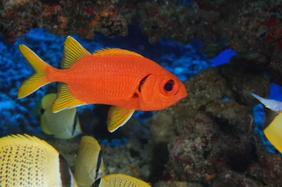 Yellowfin Soldierfish