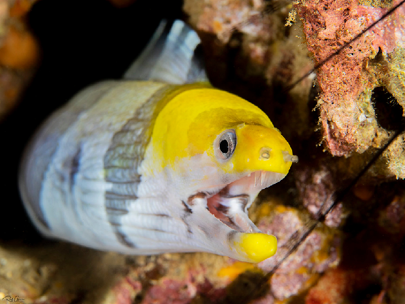 Yellowhead Moray (Gymnothorax rueppelliae) - dangerous marine animal in the Red Sea