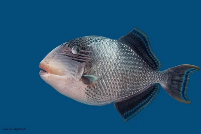 Yellowmargin Triggerfish