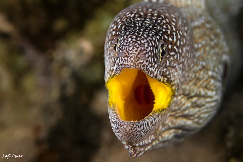 Yellowmouth Moray (Gymnothorax nudivomer) - dangerous marine animal in the Red Sea