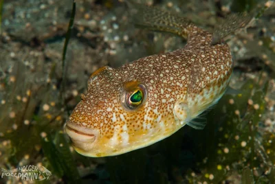 Yellowspoted Puffer