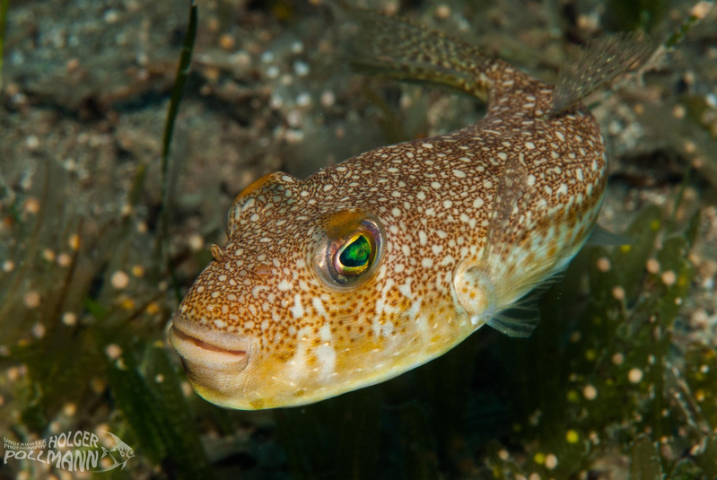 Yellowspotted Puffer (Torquigener flavimaculosus) - dangerous marine animal in the Red Sea