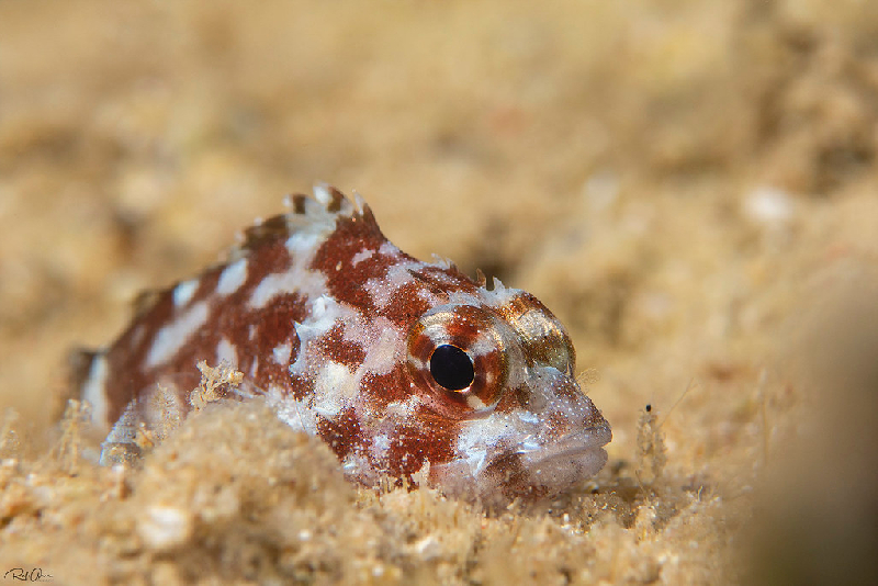 Yellowspotted Scorpionfish (Sebastapistes cyanostigma) - dangerous marine animal in the Red Sea