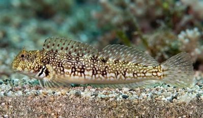 Yellowtail Rockskipper