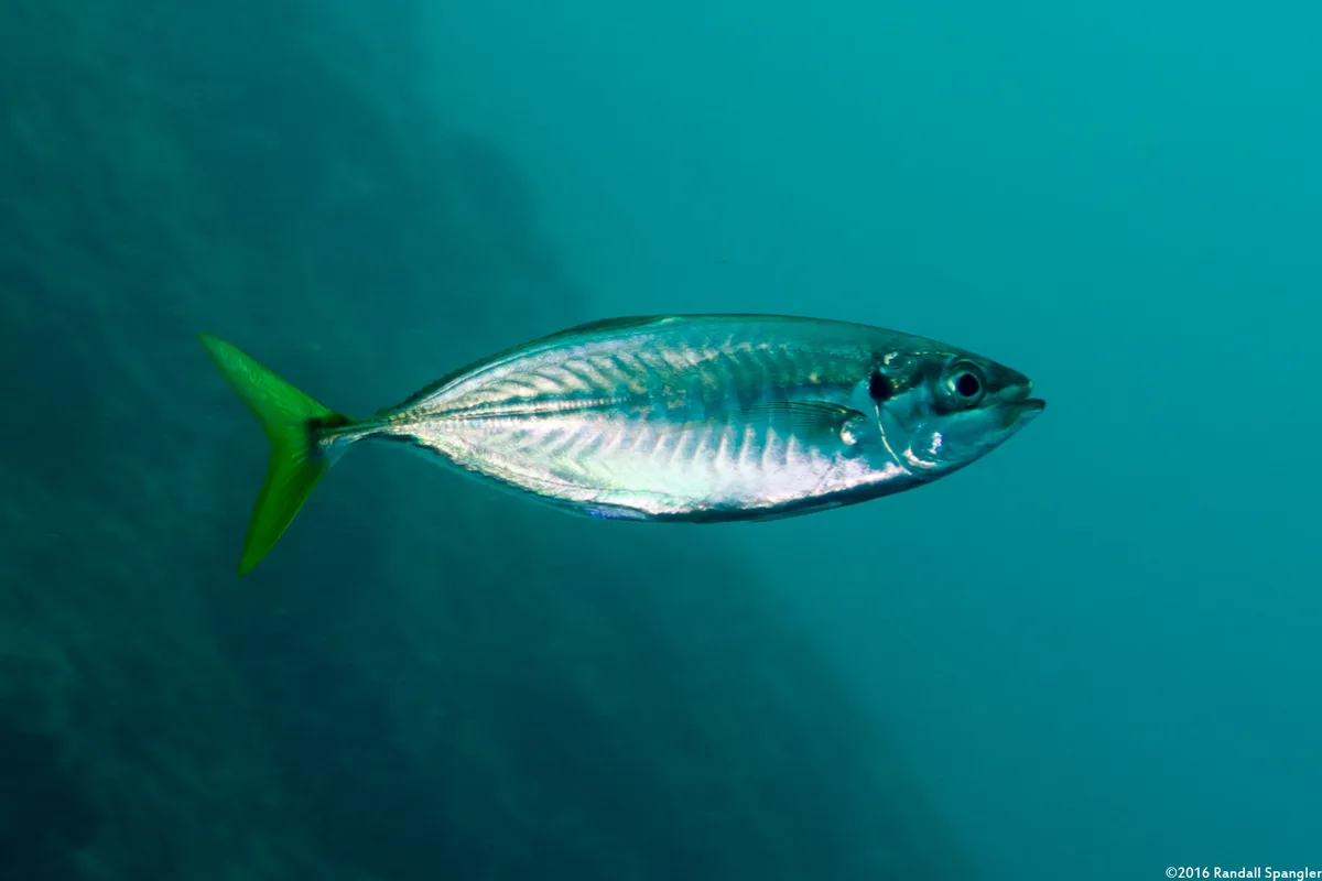 Yellowtail Scad