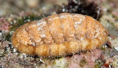 Yerbury's Chiton