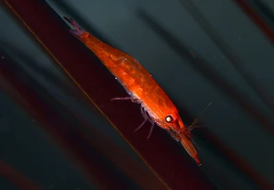Zanzibar Urchin Shrimp