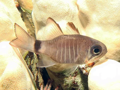Zebra Cardinalfish