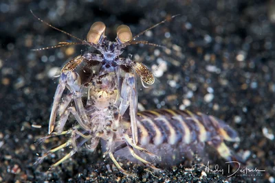 Zebra Mantis Shrimp