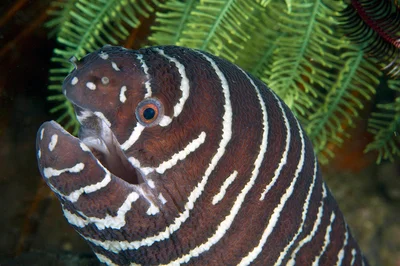 Zebra Moray