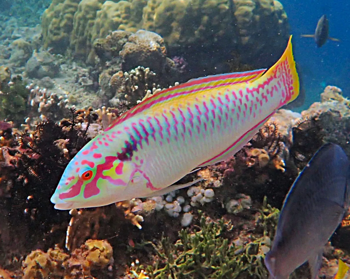 Zigzag Wrasse