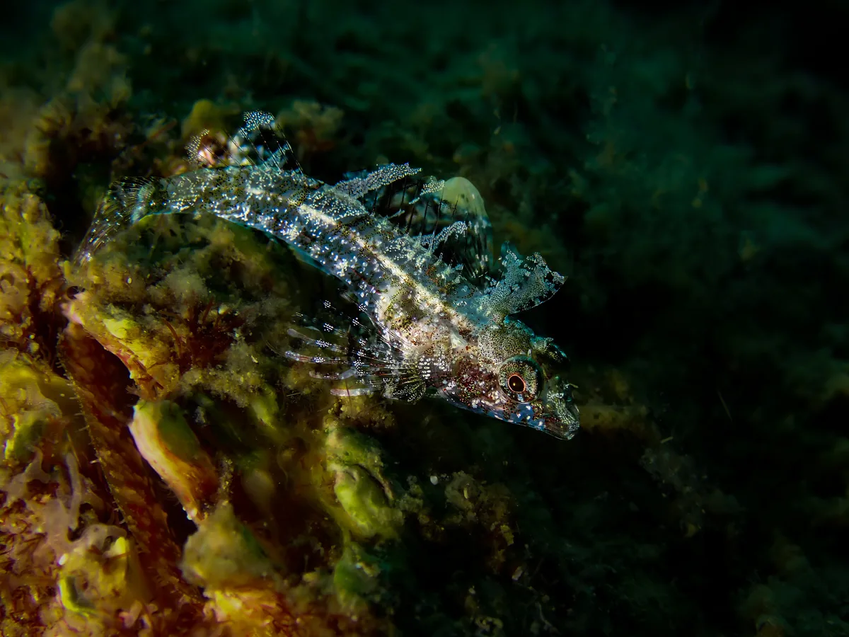 Enneapterygius abeli - Gulf of Thailand, TH