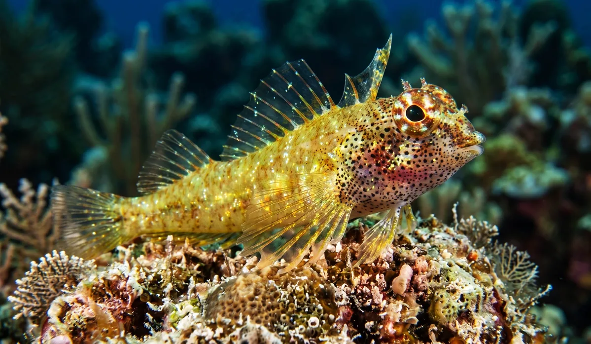 Abel’s Triplefin