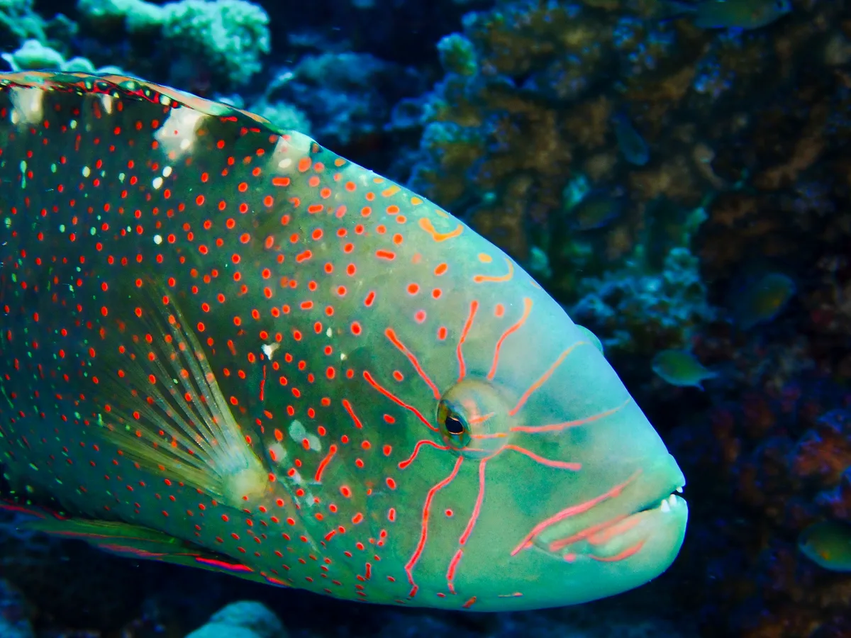 Abudjubbe Wrasse