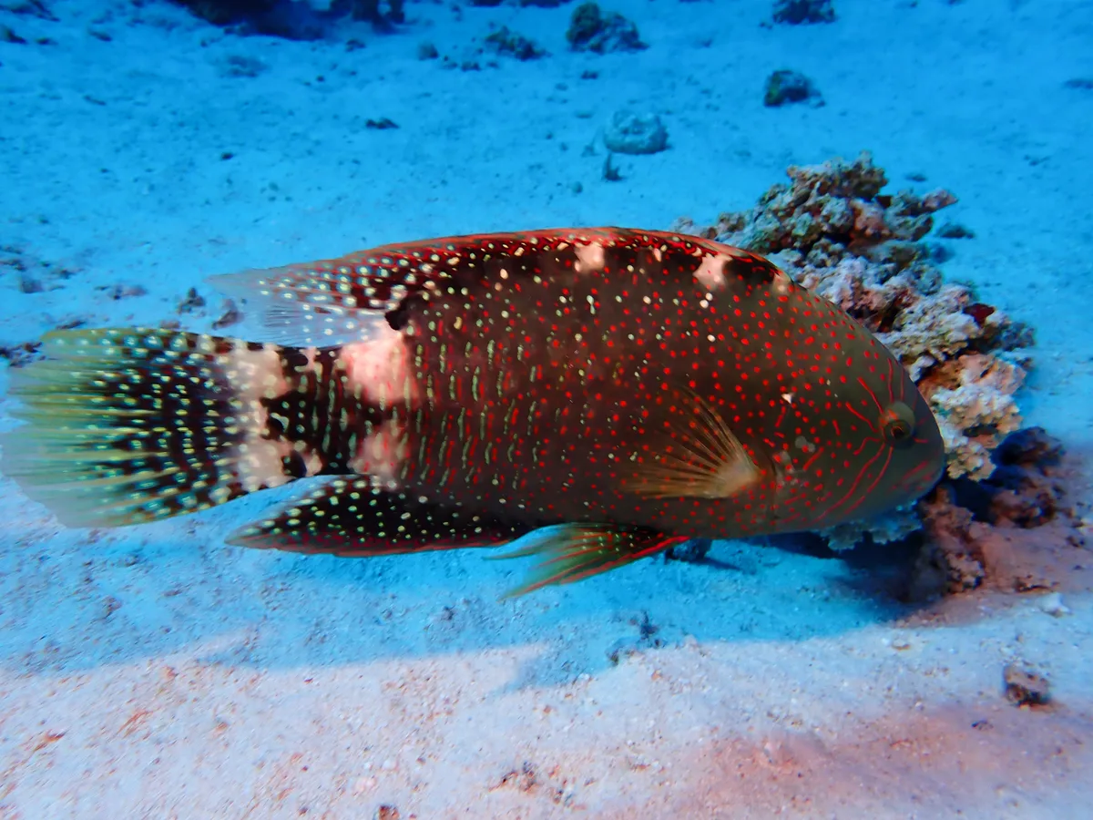 Abudjubbe Wrasse