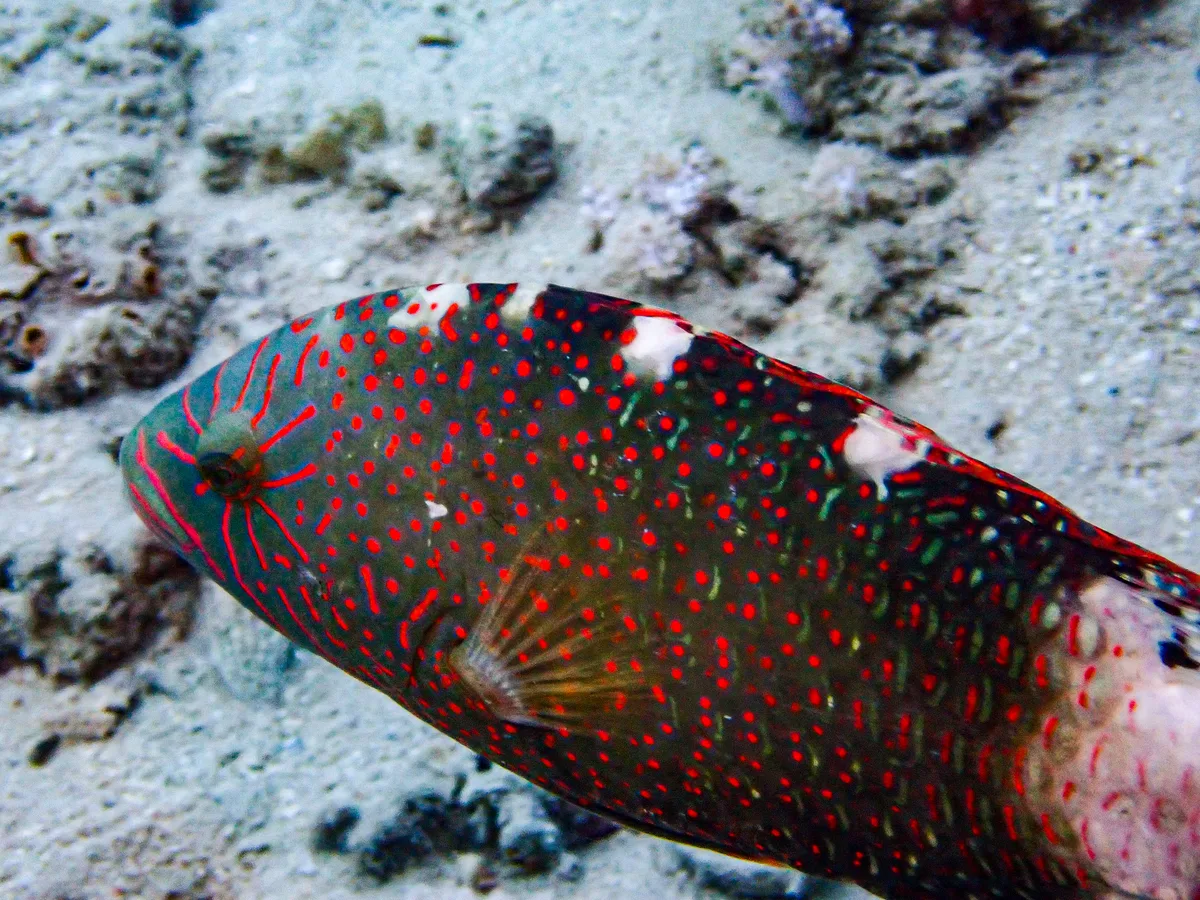 Abudjubbe Wrasse