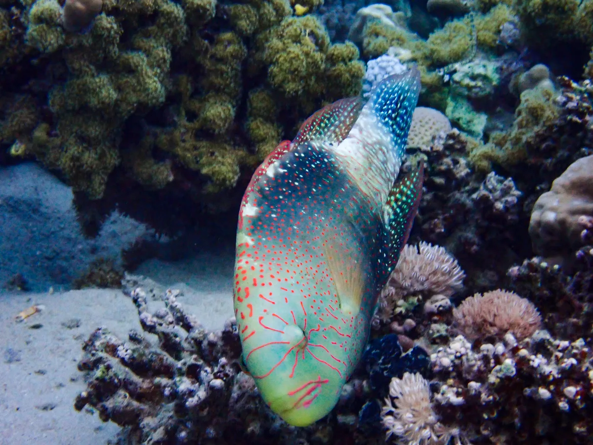 Abudjubbe Wrasse