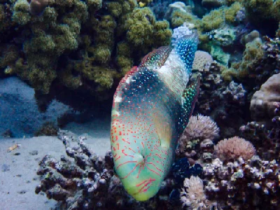 Abudjubbe Wrasse