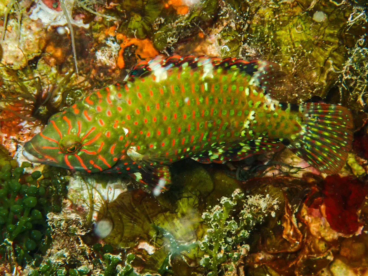 Abudjubbe Wrasse - Juvenile