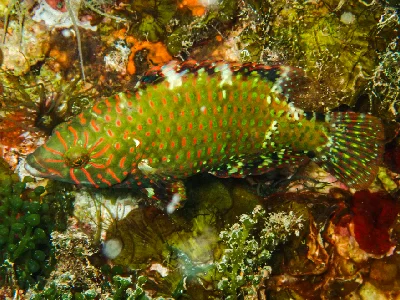 Abudjubbe Wrasse - Juvenile