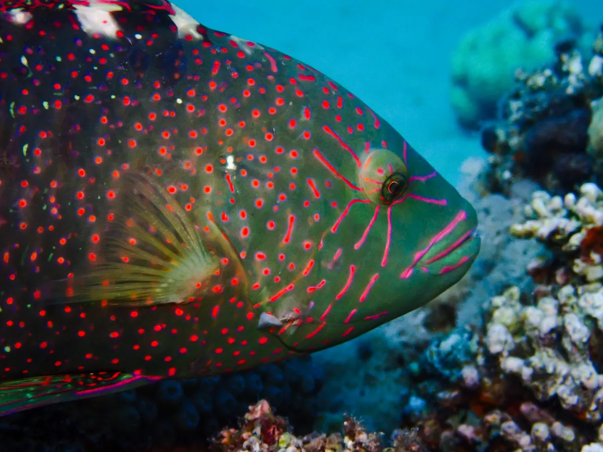 Abudjubbe Wrasse