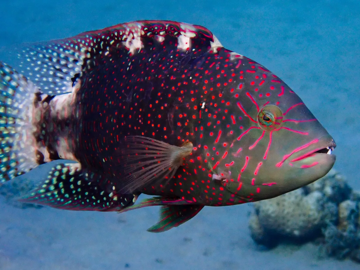 Abudjubbe Wrasse
