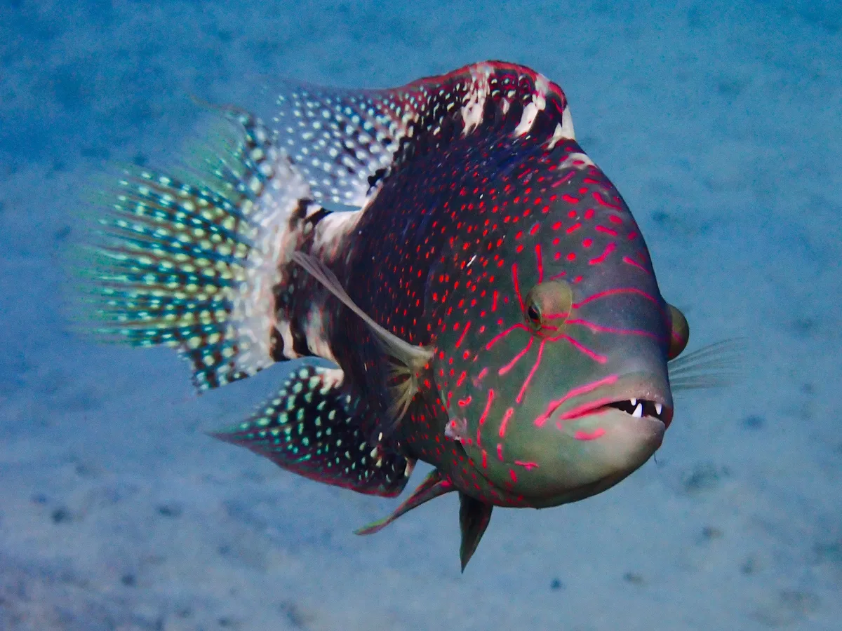 Abudjubbe Wrasse