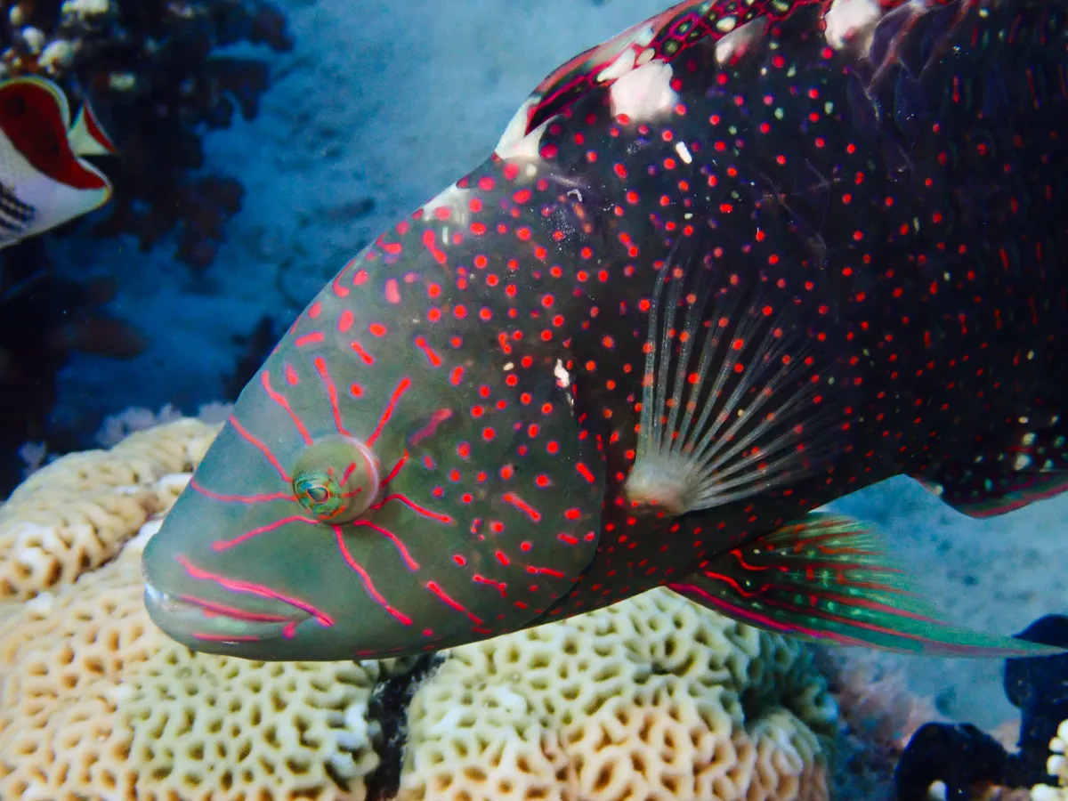 Abudjubbe Wrasse